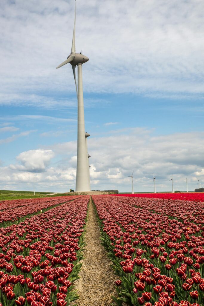 Tulpenveld Amsterdam